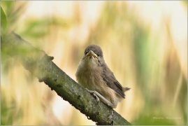 <p>RÁKOSNÍK OBECNÝ (Acrocephalus scirpaceus) /Eurasian reed warbler – Teichrohrsänger/</p>